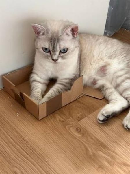 Jasmin Sanfte Britisch Kurzhaar Katze
