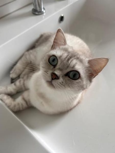 Jasmin Sanfte Britisch Kurzhaar Katze