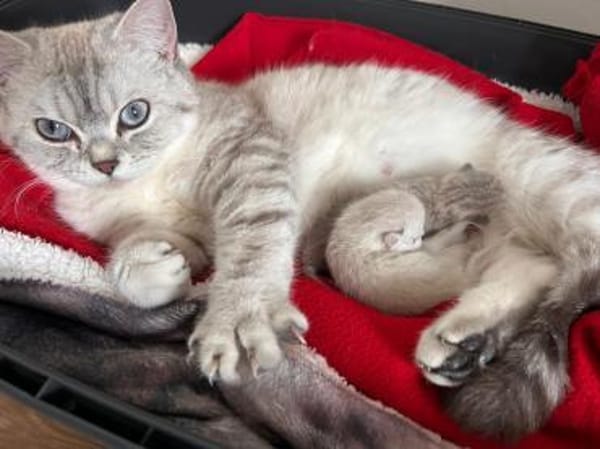 Jasmin Sanfte Britisch Kurzhaar Katze