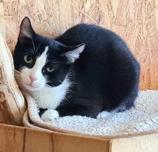 Penny