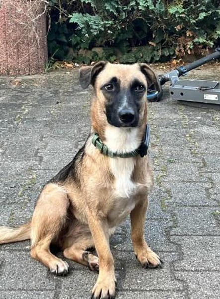 Kleine Lady sucht ihr Für-Immer-Körbchen