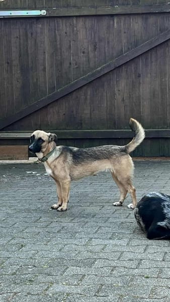 Kleine Lady sucht ihr Für-Immer-Körbchen