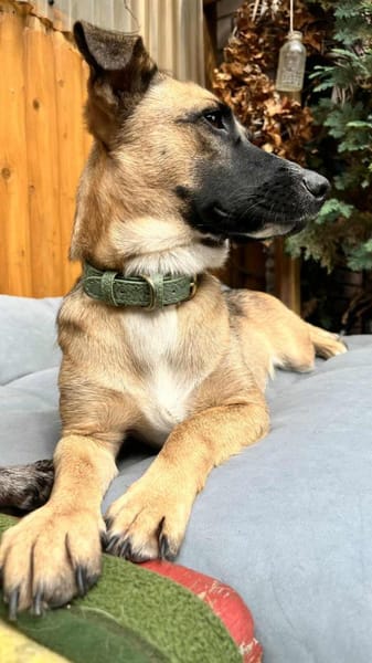 Kleine Lady sucht ihr Für-Immer-Körbchen
