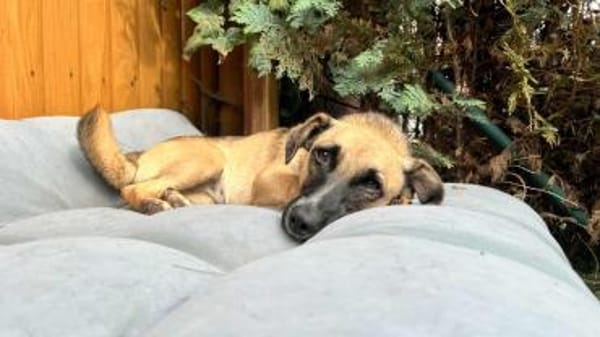 Kleine Lady sucht ihr Für-Immer-Körbchen