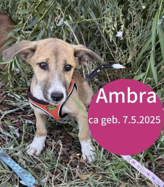 Ambra 30 cm mischlings Mädchen