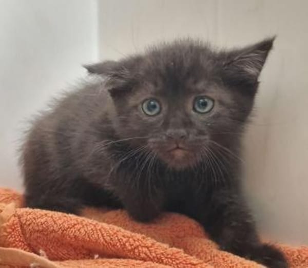 4 Katzenkinder