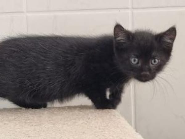 4 Katzenkinder