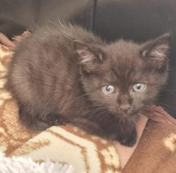 4 Katzenkinder
