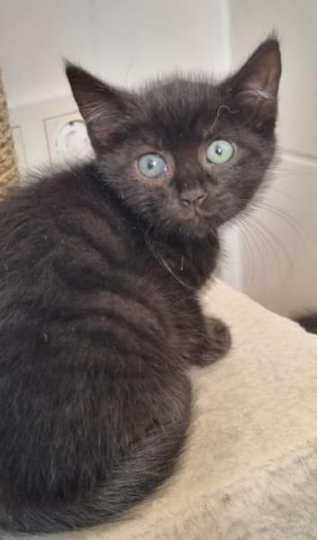 4 Katzenkinder