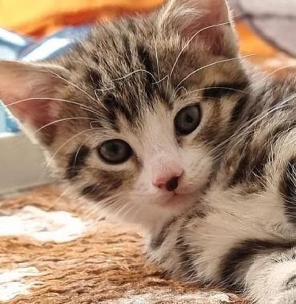 Katzenkind Mathilda