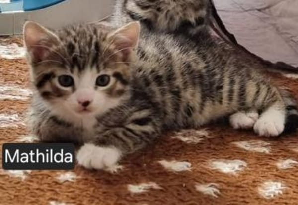 Katzenkind Mathilda