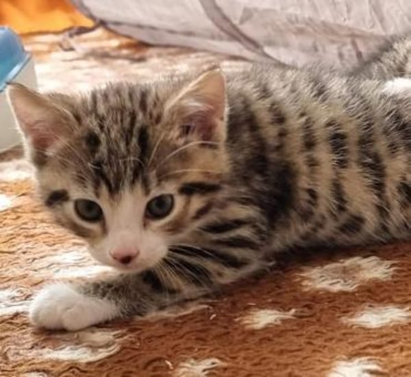 Katzenkind Mathilda