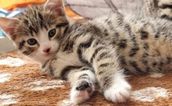 Katzenkind Mathilda