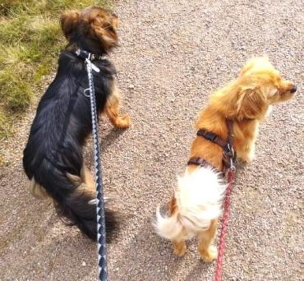 Traumhund Mini-Betty