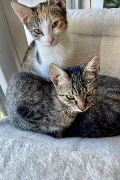 Effi & Chris  doppelter Katzenzauber 😺