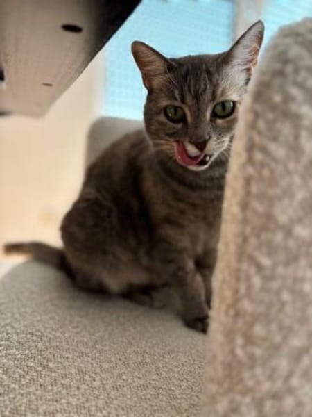 Bastet  selbstbewusste Katzendame