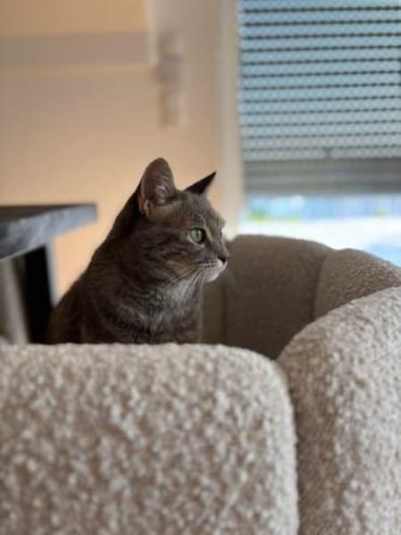 Bastet  selbstbewusste Katzendame