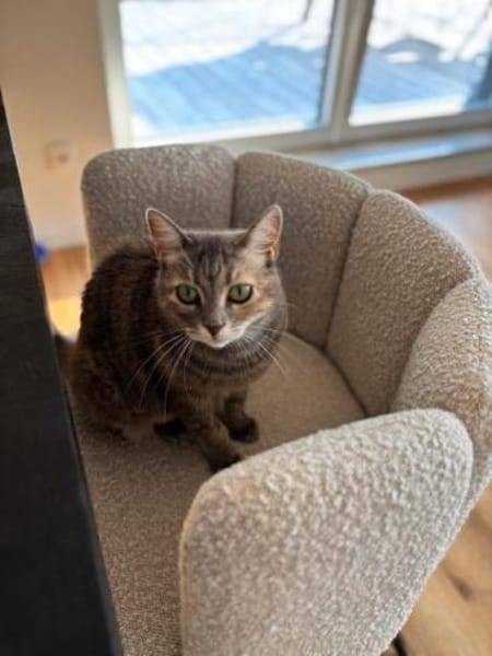 Bastet  selbstbewusste Katzendame