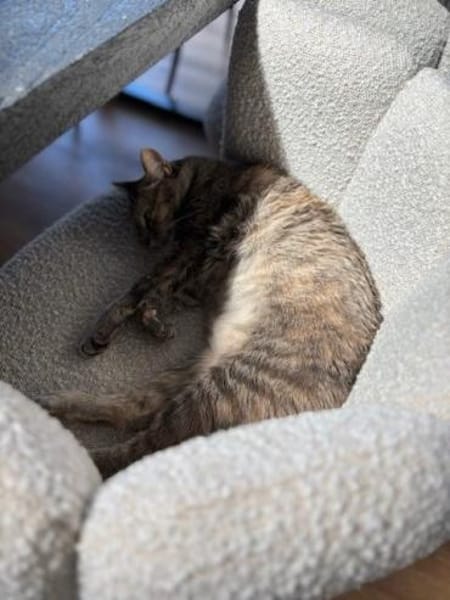 Bastet  selbstbewusste Katzendame