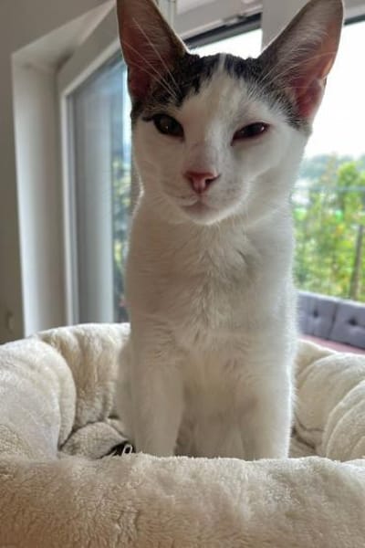 Nuri  verschmust und neugierig 😺