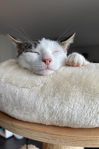 Nuri  verschmust und neugierig 😺