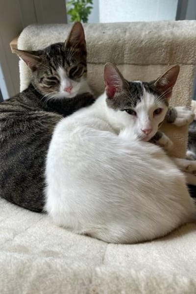 Nuri  verschmust und neugierig 😺