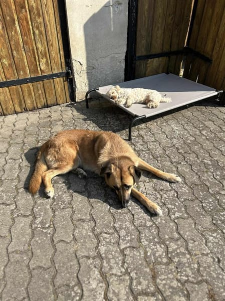 Toto - unkomplizierter kleiner Traumhund