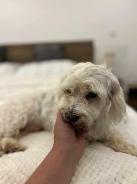 Toto - unkomplizierter kleiner Traumhund