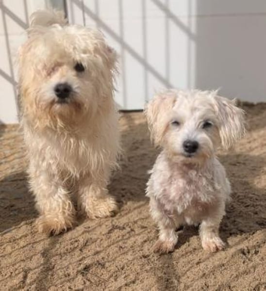 26 kleine Hunde