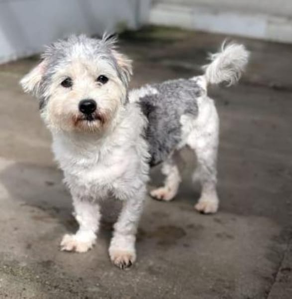 26 kleine Hunde
