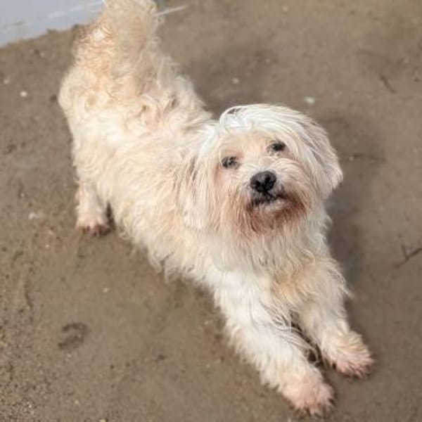 26 kleine Hunde