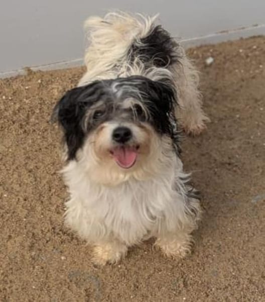26 kleine Hunde