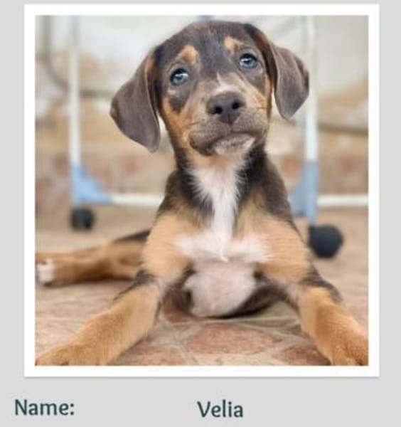Velia, eine besonders süße Maus ❤💕
