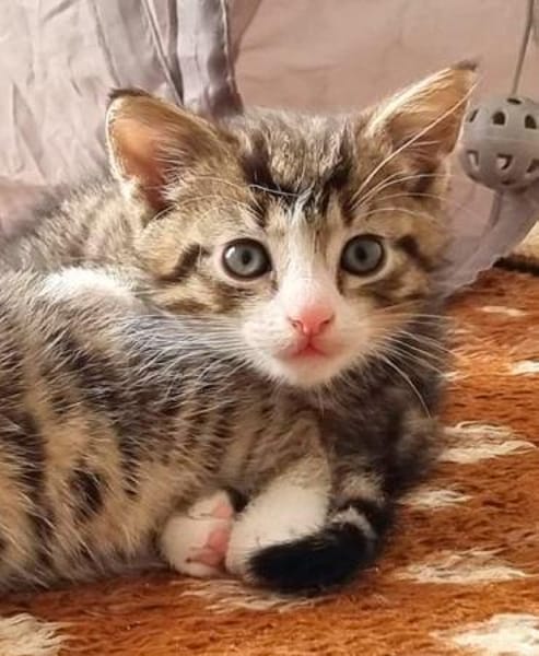 Katzenkind Mikesch