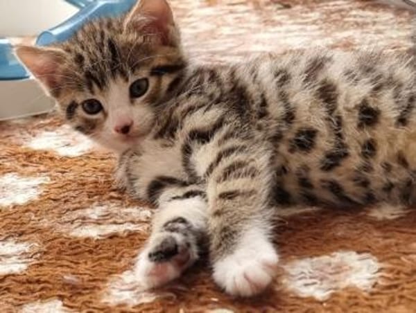 Katzenkind Mikesch