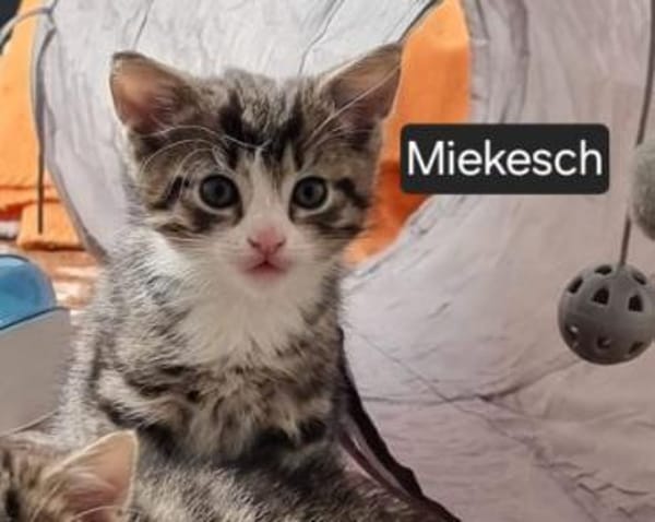 Katzenkind Mikesch