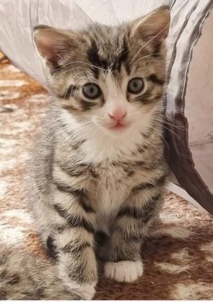 Katzenkind Mikesch