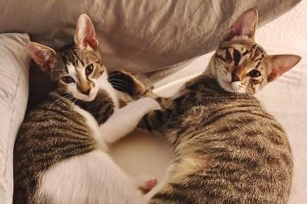 Orlando & Nash  unzertrennliches Duo  ❤