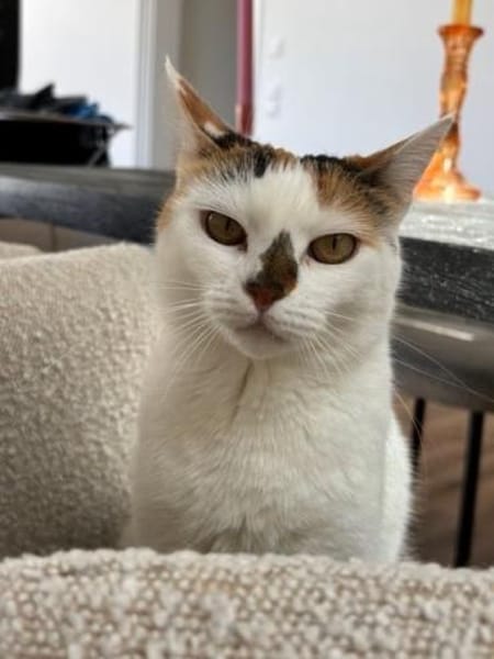 Sofi  Katzenschönheit sucht 🏠