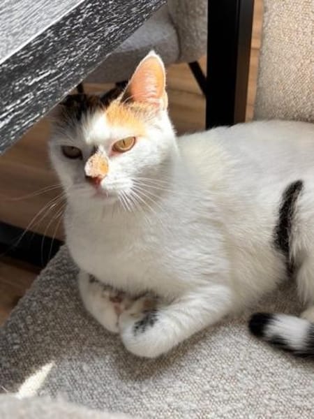 Sofi  Katzenschönheit sucht 🏠