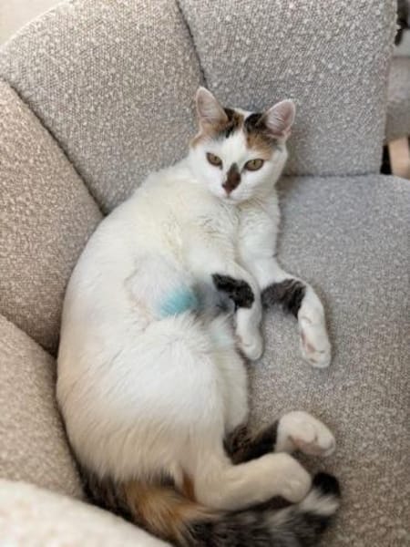Sofi  Katzenschönheit sucht 🏠