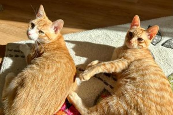 Findus & Pedro
