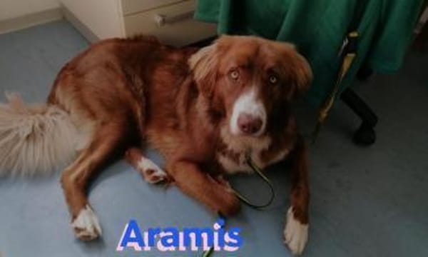 Aramis - lernwilliger Rüpel