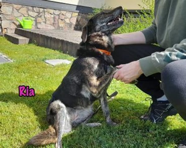Ria geb. 07/2021 DRINGENDER NOTFALL! DE
