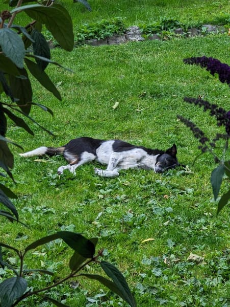 Kleiner Prinz Oreo
