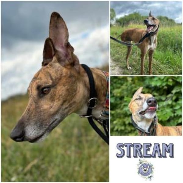 STREAM * lebensfroher Glückskerl