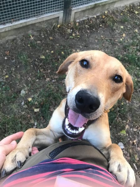Kodi