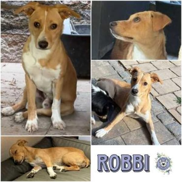 ROBBI * Sonnenschein mit großem Herzen