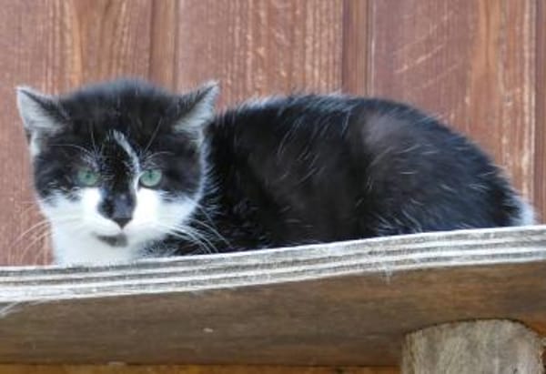 Katzenkind Lola