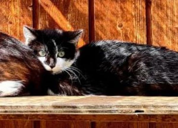Katzenkind Lola